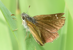 Piruna pirus