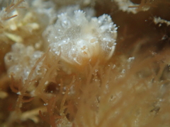 Aplidium turbinatum