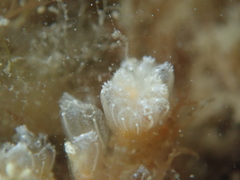 Aplidium turbinatum