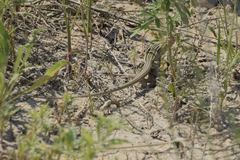 Aspidoscelis neotesselatus