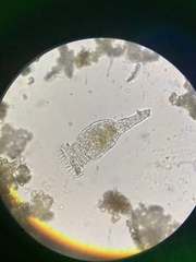 Philodina megalotrocha