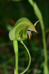 Pterostylis curta × nutans