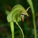Pterostylis curta × nutans - Photo (c) Michael Keogh, some rights reserved (CC BY-NC-SA), uploaded by Michael Keogh