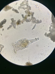 Philodina megalotrocha