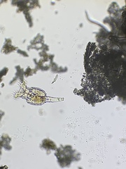 Philodina megalotrocha