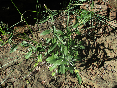 Barleria image