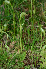 Pterostylis curta × nutans