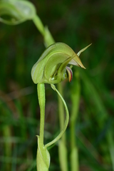 Pterostylis curta × nutans