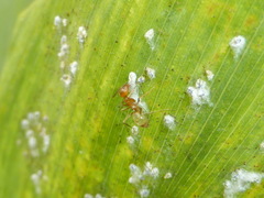 Dorymyrmex bureni