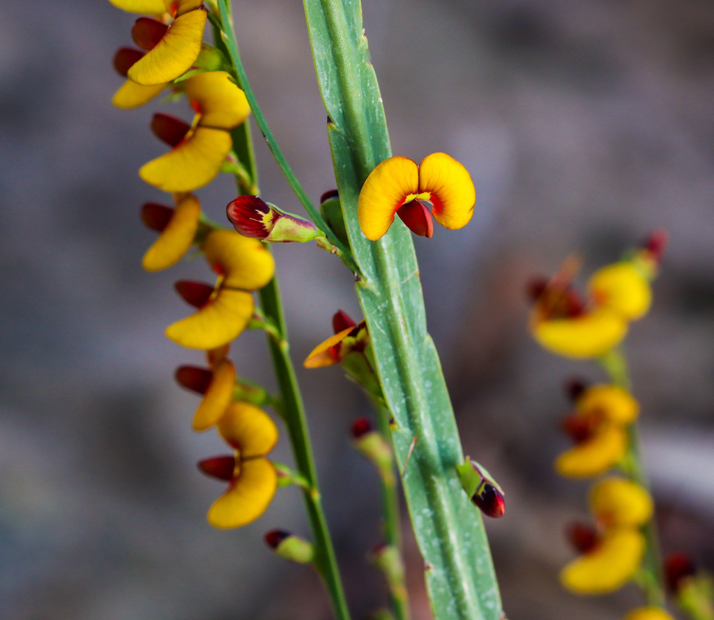 Bossiaea scolopendria