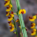 Bossiaea scolopendria - Photo (c) deborahanneferguson, alguns direitos reservados (CC BY-NC)