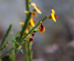 Bossiaea scolopendria