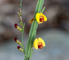 Bossiaea scolopendria