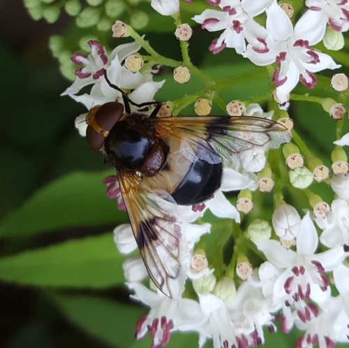 Pellucid Hover Fly photo 4