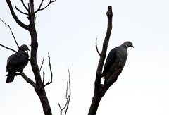 Columba pulchricollis