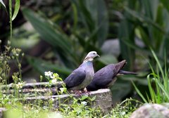Columba pulchricollis