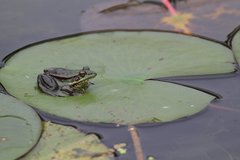 Pelophylax fukienensis