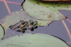 Pelophylax fukienensis