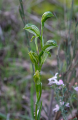 Pterostylis smaragdyna