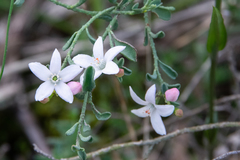 Philotheca verrucosa