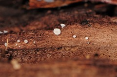Leotiomycetes