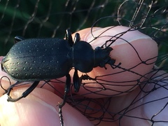 Calosoma maderae