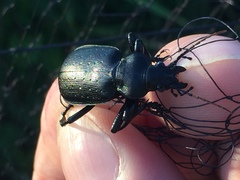 Calosoma maderae
