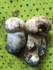 Leccinum percandidum