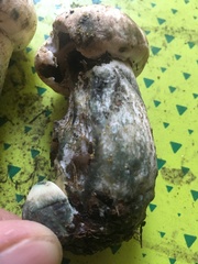 Leccinum percandidum