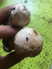 Leccinum percandidum