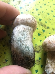 Leccinum percandidum