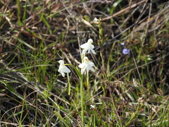Habenaria longicornu