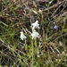 Habenaria longicornu - Photo (c) Aravind_PS, some rights reserved (CC BY), uploaded by Aravind_PS