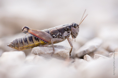 Podisma amedegnatoae