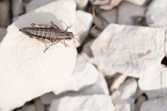 Podisma amedegnatoae