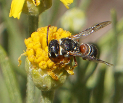 Maricopodynerus optimus