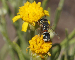 Maricopodynerus optimus