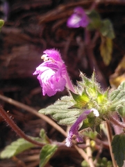 Galeopsis pyrenaica