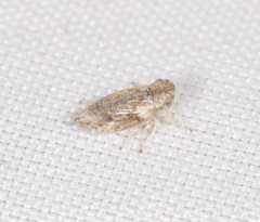 Austrolopa