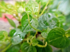 Peperomia pellucida
