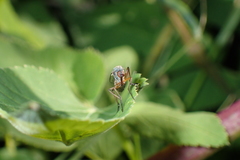 Empis livida