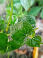 Peperomia pellucida