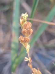 Veronica officinalis