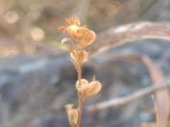 Veronica officinalis