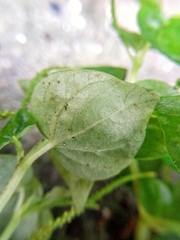 Peperomia pellucida