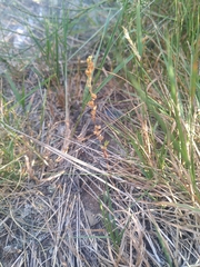 Veronica officinalis