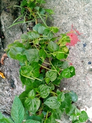 Peperomia pellucida