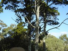 Callitris columellaris