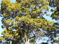 Callitris columellaris