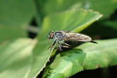 Neoitamus socius